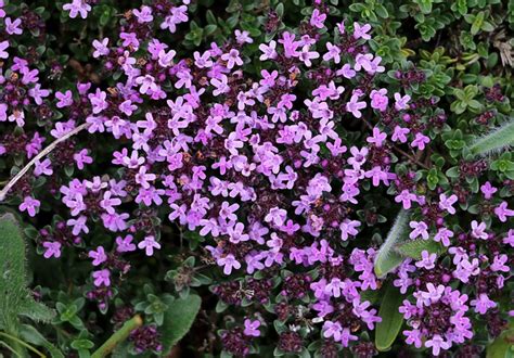 slots winner yono,In the vibrant world of online gaming