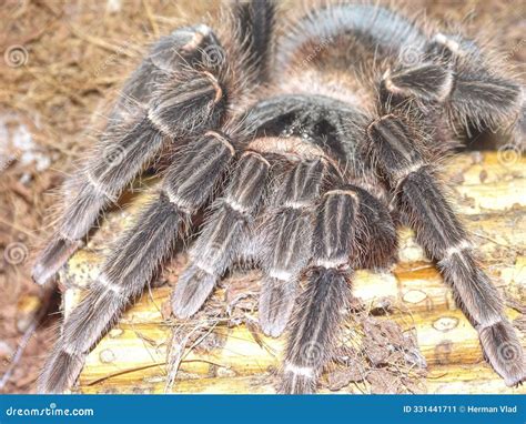 Brazilian Salmon Pink Birdeater Tarantula (Lasiodora Parahybana Stock ...