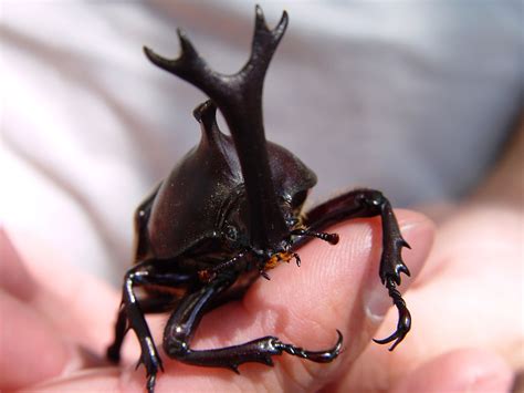 Japanese Rhinoceros Beetle