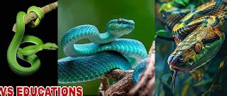 Types of snake venom with examples. How do these venom affect the human ...