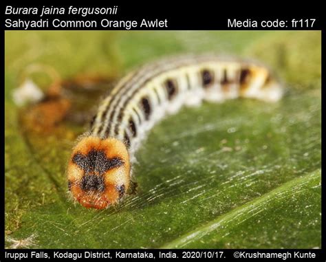 Burara jaina | Butterfly