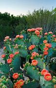 Image result for South Texas Prickly Pear Cactus