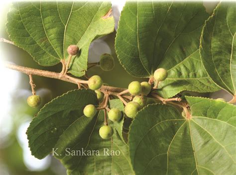 India Flora Online