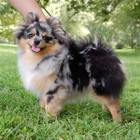 Blue Merle Pomeranian