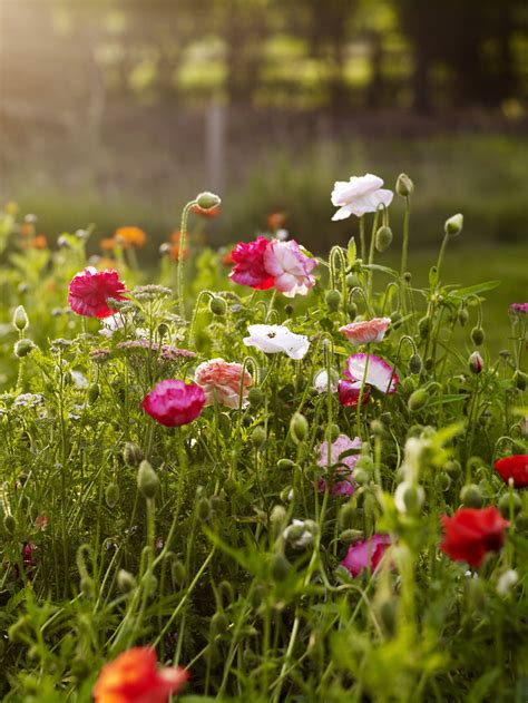 Field Summer Plant Flowers Free Photos | Flower Field In Early Summer