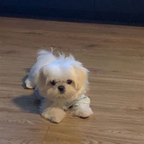 马尔济斯 - 堆糖，美图壁纸兴趣社区