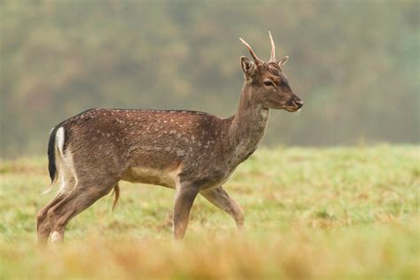 Damwild - Wissen für die Jägerprüfung