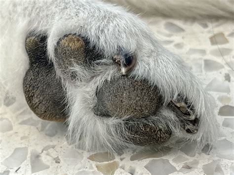 Hyperkeratosis in Dogs: Symptoms, Causes, and Treatment