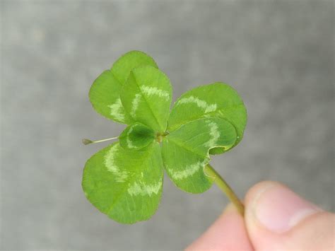 This six-leaf clover with a little blob on a stalk : r/mildlyinteresting