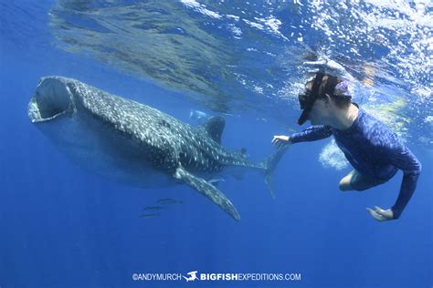 Snorkeling with whale sharksWhale-Shark-Snorkeling-201 | Big Fish Expeditions
