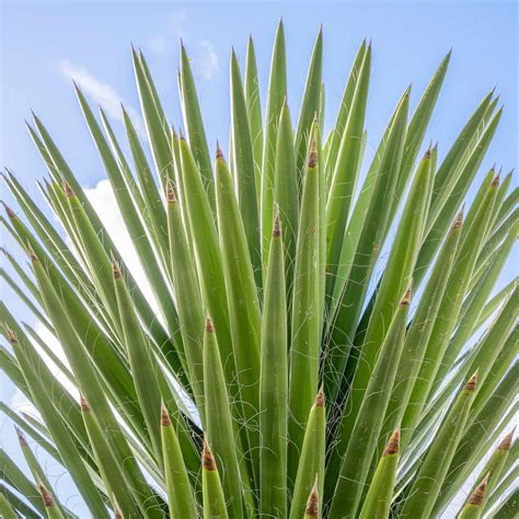 Spanish Dagger Yucca