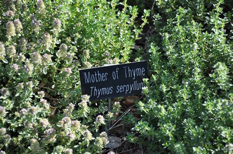 Mother Of Thyme Thymus Serpyllum