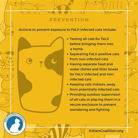 Understanding Feline Leukemia Virus (FeLV) and Supporting FeLV-Positive Cats: Treatment and ...