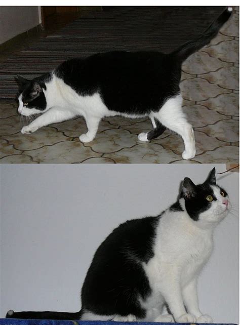 Hauskatzen schwarz in Nürnberg | Tiere | Kleinanzeigen