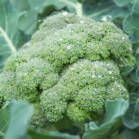 How Many Heads of Broccoli Per Plant? Maximizing Broccoli Harvest - FarmingThing.com - where does broccoli come from