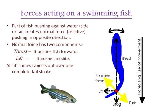 Fish Swim 的图像结果