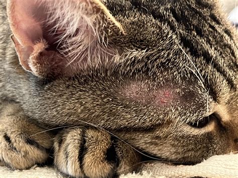Flea Bites On Cats Fleas? My Cat Does NOT Have Fleas! – The Cat