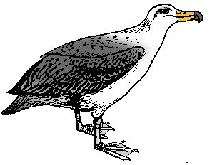 ALBATROSS Definition & Meaning - Merriam-Webster