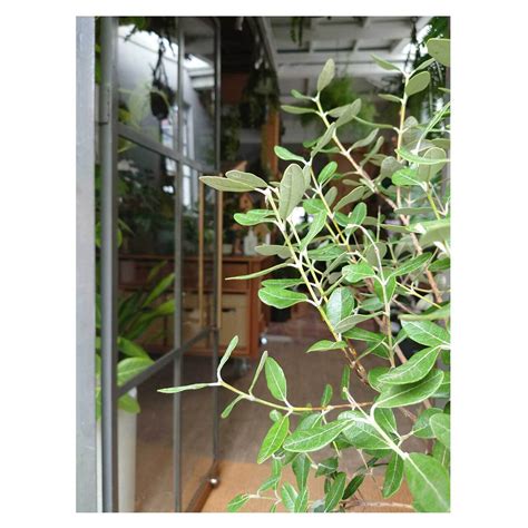 Feijoa sellowiana | Seeding