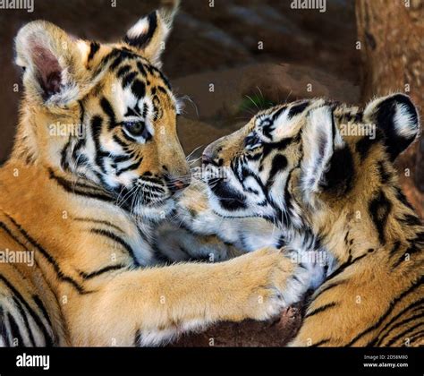 Tiger Cubs