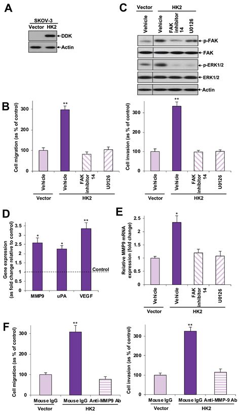 Hexokinase 2 Regulates Ovarian Cancer Cell Migration, Invasion and ...