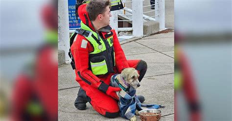 Port Washington dog rescue, missing pet found trapped in breakwall ...