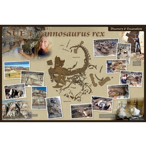 Tyrannosaurus rex SUE – Excavation Poster – Media Display – Black Hills ...