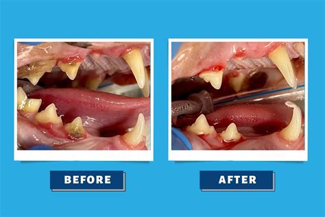 Cat Dental Care - What You Need To Know About Cat Dental Care | Horizon Animal Hospital