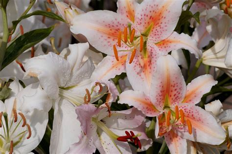 23 Types Of White Lily Flowers For Any Flower Arrangement