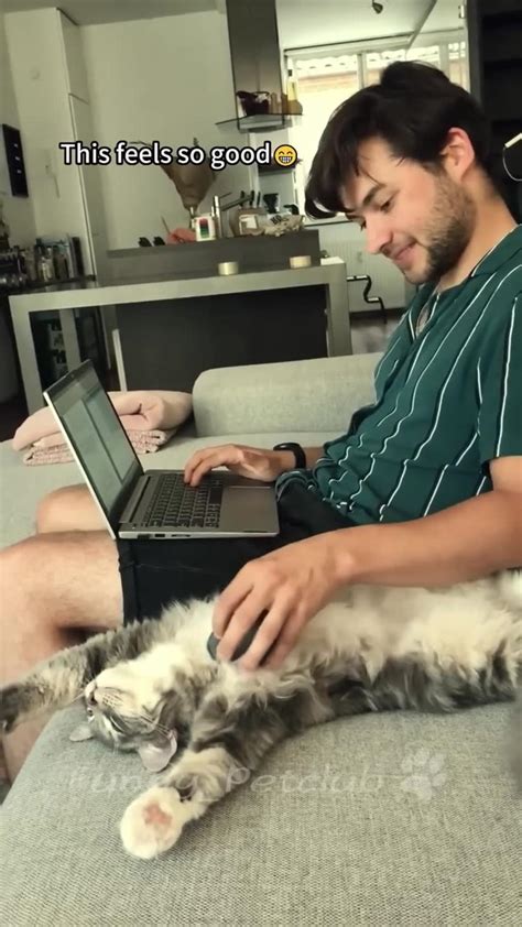 Funniest cats in the world - One News Page VIDEO