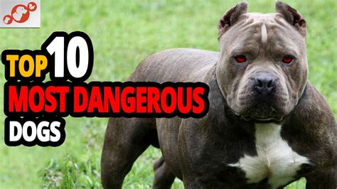 Top 10 Most Vicious Dog at Owen Griver blog