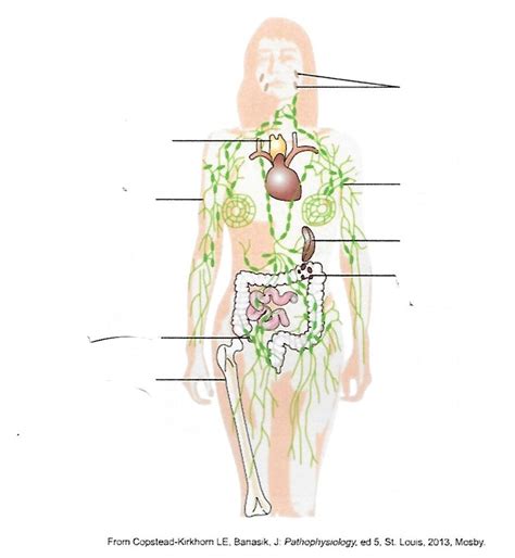 Image result for Crash Course Lymph System