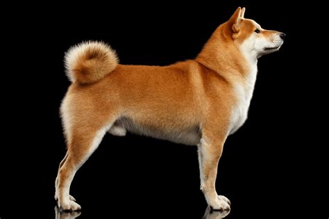 Red Colored Dog Breeds