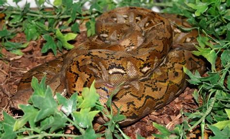 Image result for Netzpython Zwerg