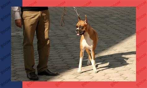 1 Family 1 Dog; Ban On 11 Dangerous Dog Breeds: Gurugram District Forum ...
