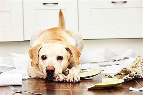 لماذا الكلاب تأكل الأوراق والمنادل الورقية - مدونة الشهادة