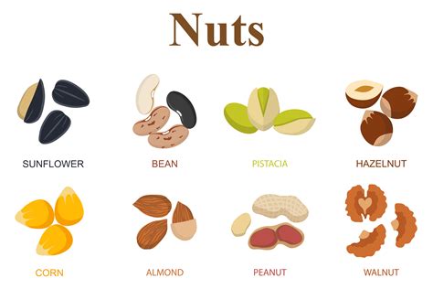 Set of eight different types nuts ~ Objects on Creative Market