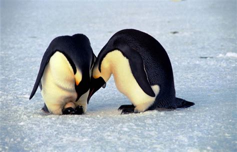 Penguin | Habitat, Species, Predators, & Facts | Britannica