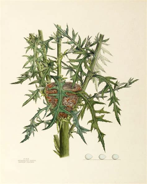 Art Prints of American Goldfinch Nest, Plate XLIII, American Bird Nests