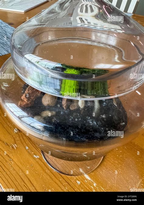 Ecosystem Project 的图像结果