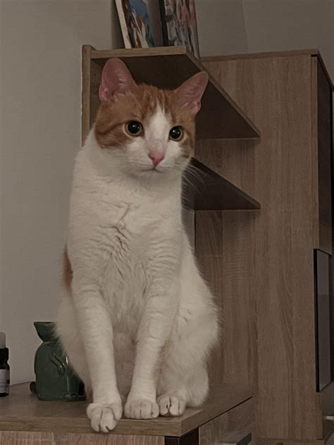 my female orange cat : r/cats