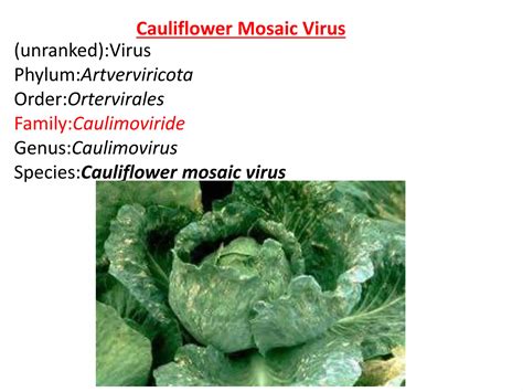 Cauliflower mosaic virus | PPTX