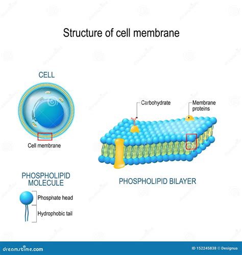 Structure of cell membrane stock vector. Illustration of channel - 152245838