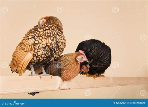 Chicken on stick stock photo. Image of serama, indoor - 42512804