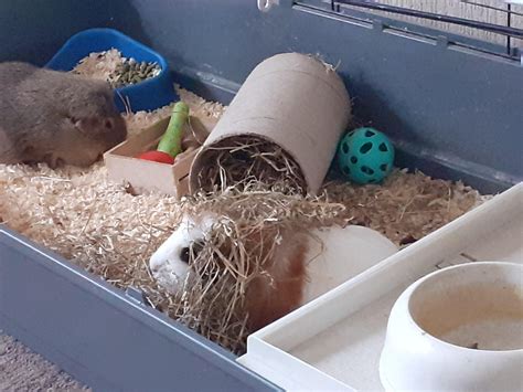 Noises Of Guinea Pigs