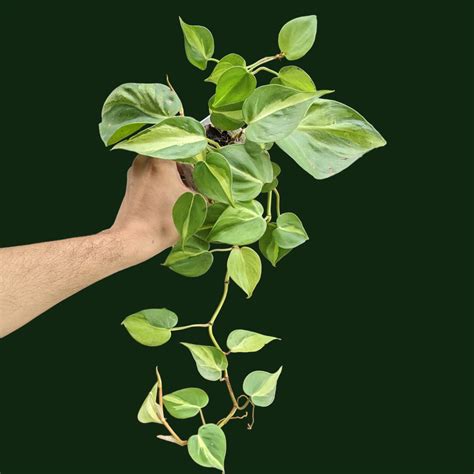 Buy Philodendron Hederaceum 'Brasil' (Large) - Soiled