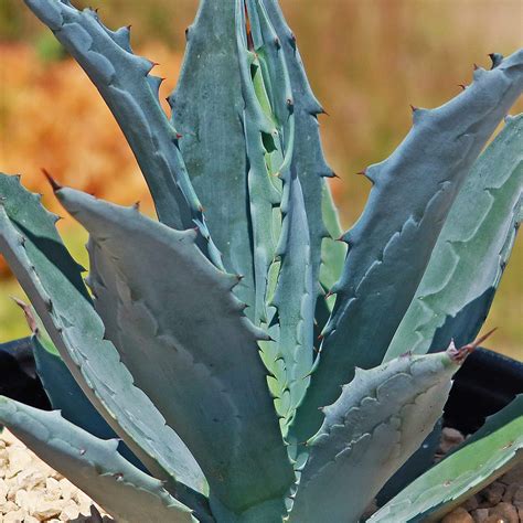 Shop 'Century Plant - Agave Americana' Care and Growing Guide | Planet Desert