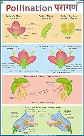 Buy Pollination Chart Book Online at Low Prices in India | Pollination ...
