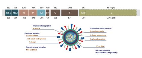 The Resurgence of Human Respiratory Syncytial Virus (RSV) Infections and RSV-Associated ...