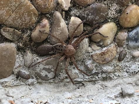 Can I get an ID on this dude? Spanish countryside, about an hour (80 km ...